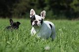 BOULEDOGUE FRANCAIS 750